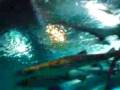 videos de Underwater World 1