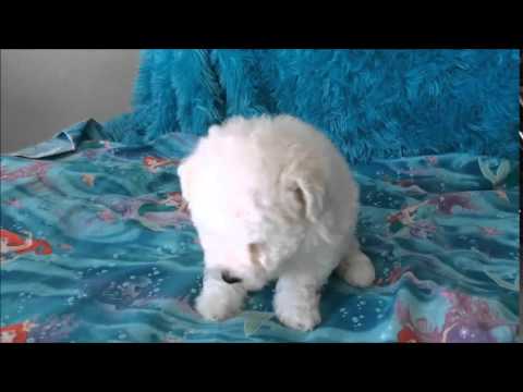 Giggles - male Bichon Frise