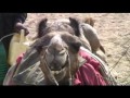 jaisalmer rajasthan en inde camel safari dromadaire desert du thar.

la ville est jasalmer est magnifique, nous y avons fait une balade a dos de chameaux pour y voir le desert et les dunes de sable. jasalmer ressemble a un chateau de sable!

tour du monde 700 jours
world tour
http://mgdtasie.blogspot.com/
dany thibault 
maryse gu�vin