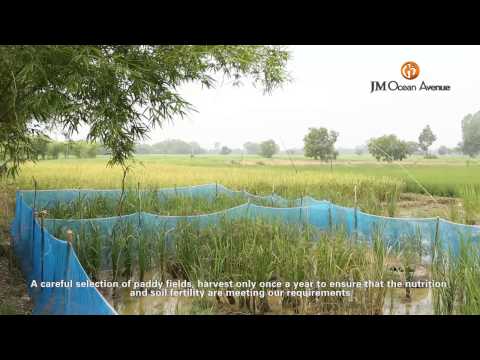 how to isolate polysaccharides