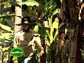 Banana and Vegetable cultivation at Mattannoor