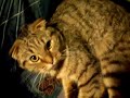 scottish fold girl
