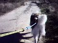 Mushing en El Tejar... Alaskan Malamute