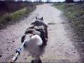 Mushing en El Tejar... Alaskan Malamute