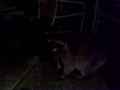Racoon 2 Racoon 2