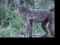 Fucking baboons