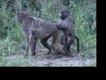 Fucking baboons