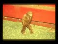 Little Foot  (A 7 inch Big foot)