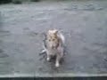 Sanyi �s a labda