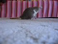 Coudy a Max - ?erven 08
