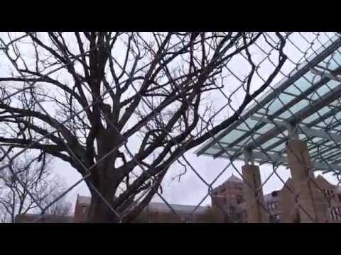 how to transplant an oak tree