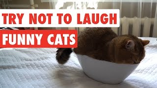 Try Not To Laugh  Funny Cat Video Compilation 2017