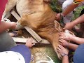 KORBAN LEMBU