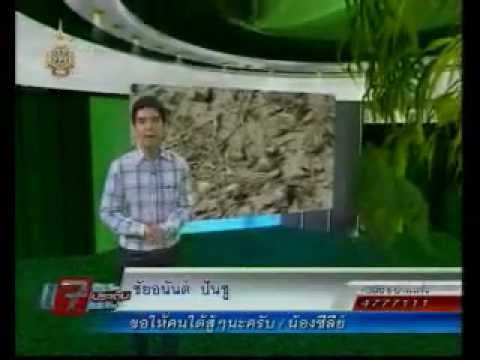ตามทันเกษตร - มาดูวิธีการทำหัวเชื้อจุลินทรีย์ท้องถิ่น Imo จากใบไผ่ ม่ต้องไปหาซื้อ EM ทำเองได้.
