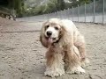 singing cocker spaniels maha... singing cocker spaniels maha...