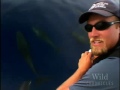 National Geographic Wild Chronicles : Pilot Whales National Geographic Wild Chronicles : Pilot Whales