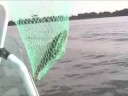 First Fish