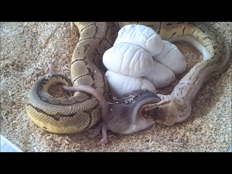 YouTube reptile video