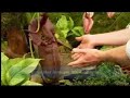 Rob Cantley at the Borneo Exotics stand. Chelsea Flower Show 2007 (BBC)