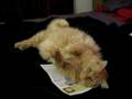Playful Pippin