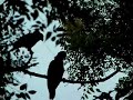 Young Parrot being fed