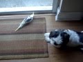videos de kiwi and maggie-4.mpg