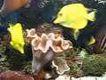 ESSE É O MEU AQUARIO MARINHO. ELE TEM 2 ANOS DE MONTADO E ESTA PERFEITAMENTE ESTABILIZADO. TEM RESFRIADOR SKIMMER SUMP HQIS E TUDO MAIS. VENDO! 