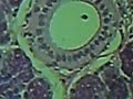 blood vessel