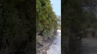 راس ابو عمار رقم ٥