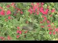 Sweet Hummingbird