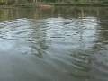 videos de Filipe Aventuras: Pescaria de baby tarpon