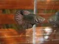 black copper halfmoon