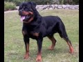 Toperro Toperro
