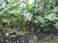Savai'i