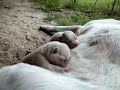 Hund�gon som �r st�ngda. theoikaris.com
