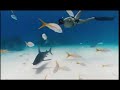Les Seigneurs de la  mer