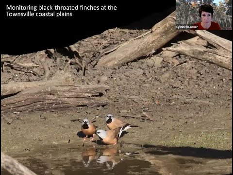 <p>The ecology of the Black-throated Finch.</p>
 video thumbnail