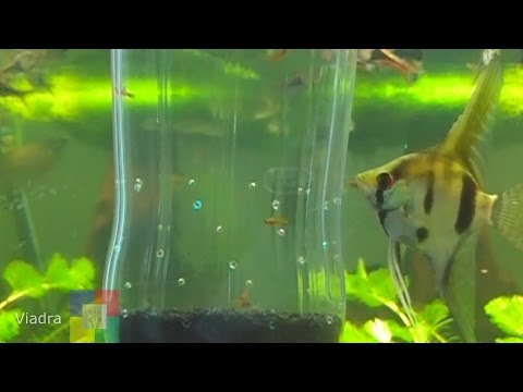 Aquarium: Aufzuchtbox für Jungtiere in wenigen schritten selber bauen