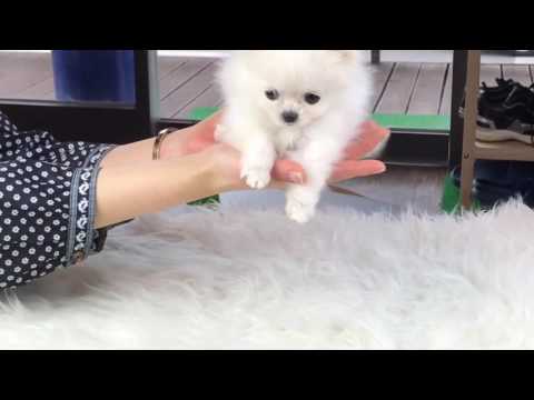 Lotty - pocket size lovely pomeranian