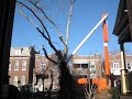 From Tree to Chips Time Lapse