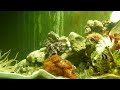 saltwater aquarium