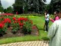 rose garden