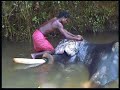 Elephant-wash (near Kochi, Kerala, India)