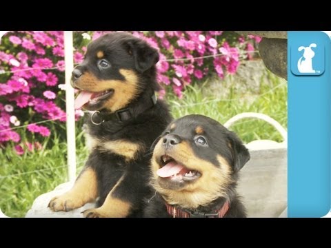 Cuccioli di rottweiler in una fontana Cuccioli di rottweiler in una fontana