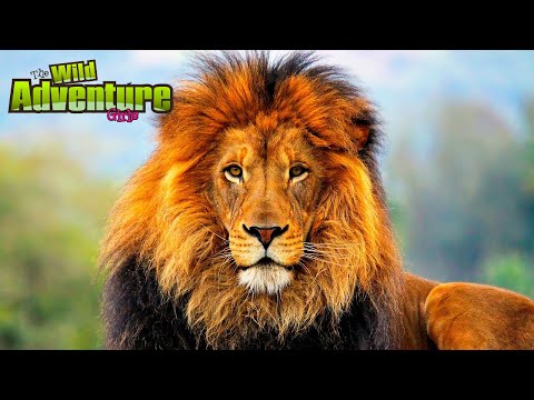All About Lions for Children