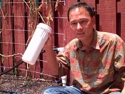 chlorinated water - John from http://www.growingyourgreens.com talks about removing the chlorine from your irrigation water to promote larger and faster root growth, which trans...