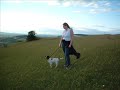 Walkies with Willow - A Sunset Stroll