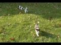 rescue pups - Adopted! - spaniel hound mix