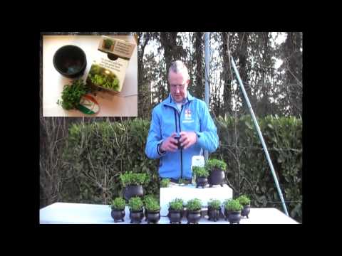 how to transplant shamrock plant