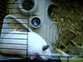 videos de Space bunny!